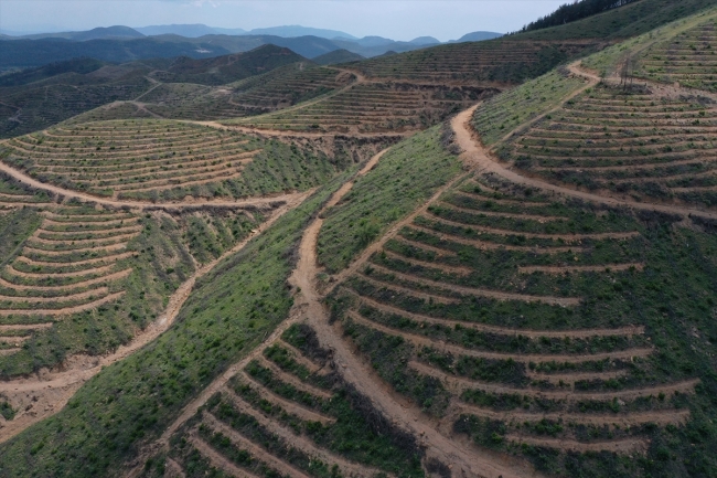 İzmir'de 2 yıl önce yanan ormanlık alana 6,5 milyon fidan dikildi